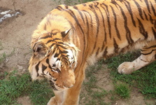 OBRAZEM: Tygr ussurijský v Zoo Hodonín se zotavuje z operace