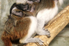 Tamaríni pinčí v Zoo Hodonín mají dvě mláďata
