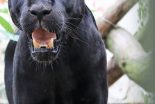 Jaguár odcestoval z Hodonína na Tenerife. Má posílit chov Jaguár odcestoval z Hodonína na Tenerife. Má posílit chov