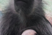 První mládě roku v Zoo Hodonín se objevilo v pavilonu primátů. Je zajímavé zbarvením První mládě roku v Zoo Hodonín se objevilo v pavilonu primátů. Je zajímavé zbarvením