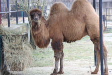 Velbloudí mládě, které přišlo o matku, je už soběstačné. Zoo Hodonín ale musela změnit chovné plány