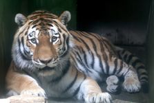 Zoo Hodonín má opět tygra ussurijského